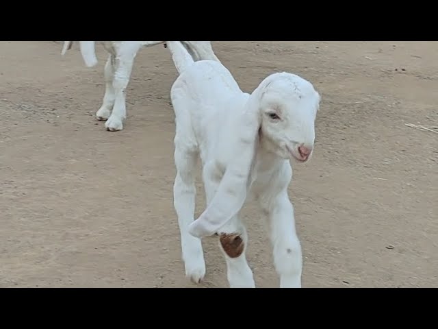 गोरधन जी देवासी सोजत सिटी 9928799171 #goat