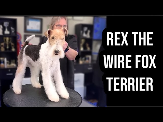 1/28/2025 Rex the Wirefox Terrier is being hand stripped, building a rolled coat.