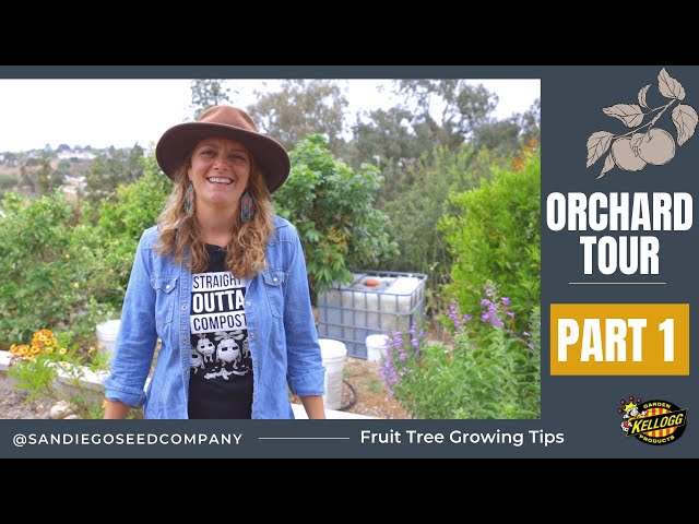 Growing Citrus Trees & Stone Fruit Trees: Orchard Tour Part 1