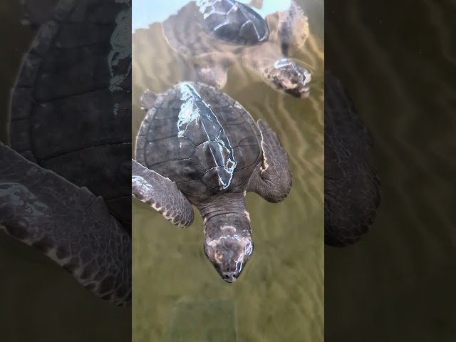 Turtle 🐢😱😱😱#turtle #turtlelove #trending #viralvideo #amazing #india #