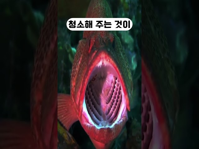 포식자들이 절대 잡아먹지 않는 새우