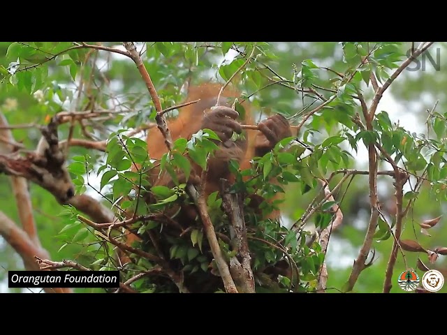 A baby orangutan builds a nest | Science News