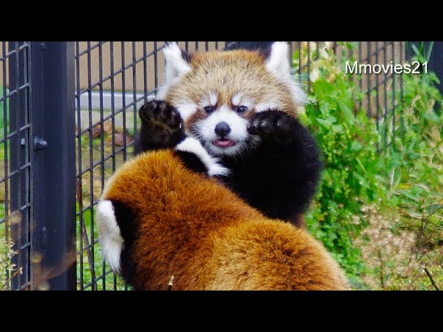 ピョンピョン跳ね回る赤ちゃんレッサーパンダ~Red Panda Baby bounce around