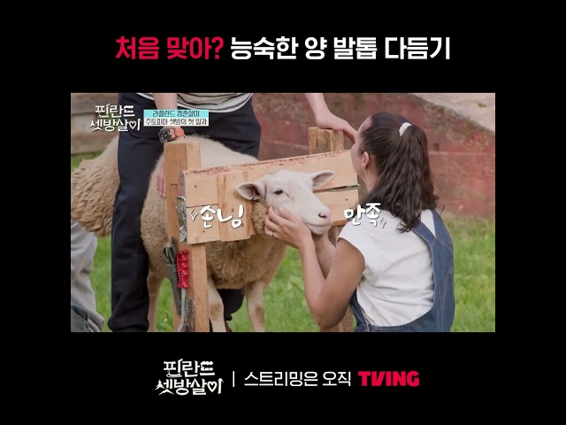 [핀란드 셋방살이] 오늘 양 처음 만져보는 사람입니다🐑ㅣ#shortsㅣTVING