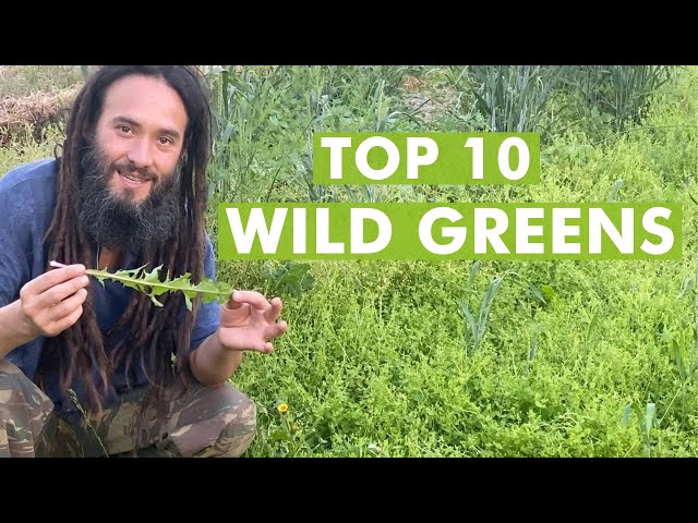 10 Wild Edible Greens to Harvest- Foraging Plants