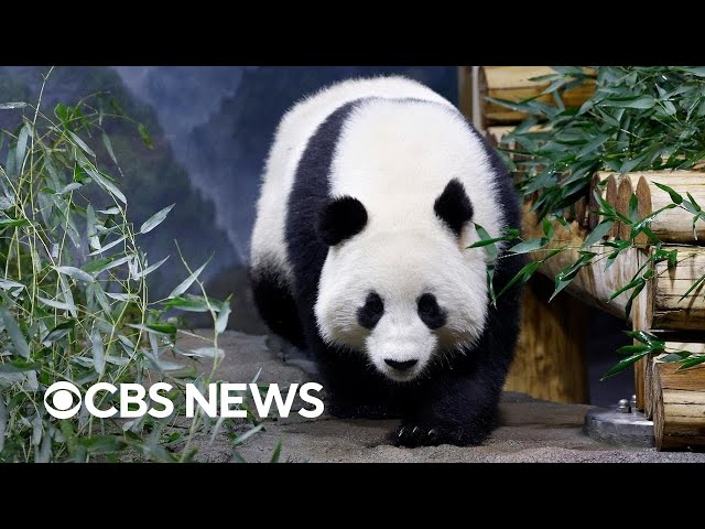 Inside the National Zoo's giant pandas debut