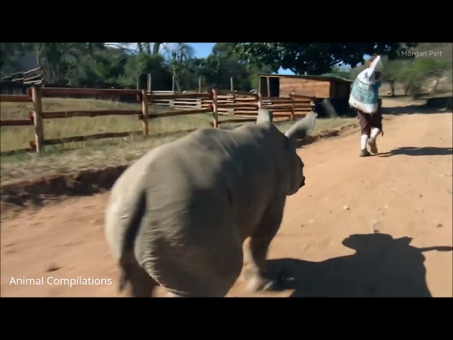 Baby Rhino Funniest Compilation#babypets#latestvideo#2021