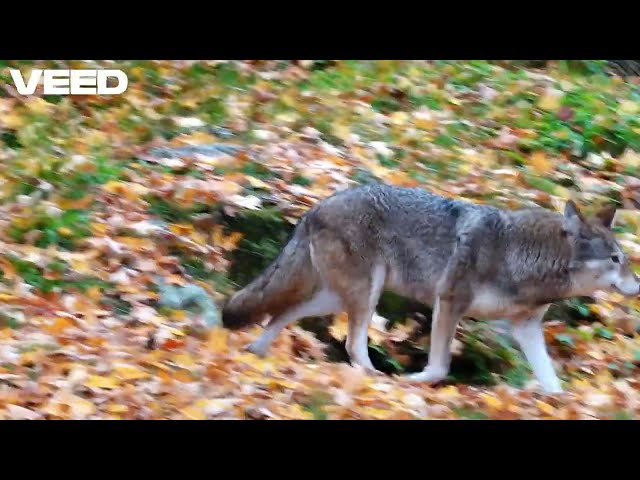 Discover Death Valley in 5 Minutes!