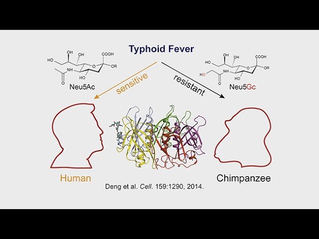 Anthropogeny and Medicine-Human-Specific Diseases; Heart Disease; Inflammation and Disease