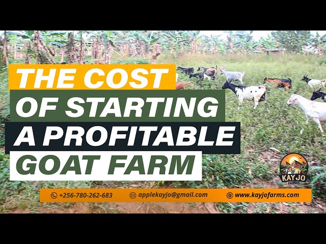 The Cost Of Starting A Profitable Goat Farming Business For Beginners | ep45 #goatfarming #goats