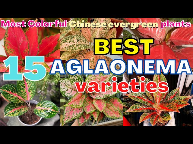 Top 15 Most Beautiful aglaonema Varieties | Most Colorful Stunning Chinese evergreen species