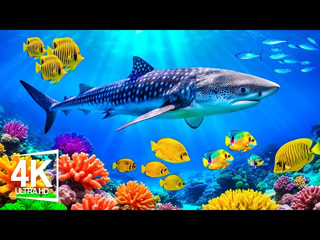 Explore The Deep Ocean Floor 4K VIDEO - Glowing Creatures of the Deep Ocean, Colorful Fish