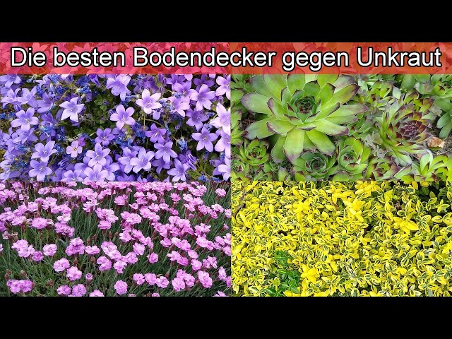 Die besten Bodendecker gegen Unkraut für einen pflegeleichten Garten – Winterhart & Pflegeleicht