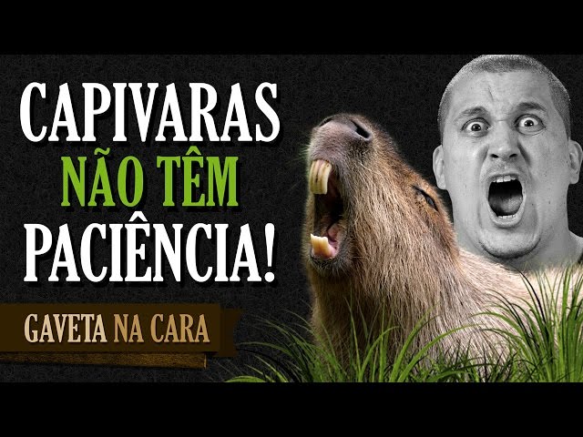 Capivaras não têm paciência - Gaveta na Cara & CCXP 2016 | Gaveta Show #51