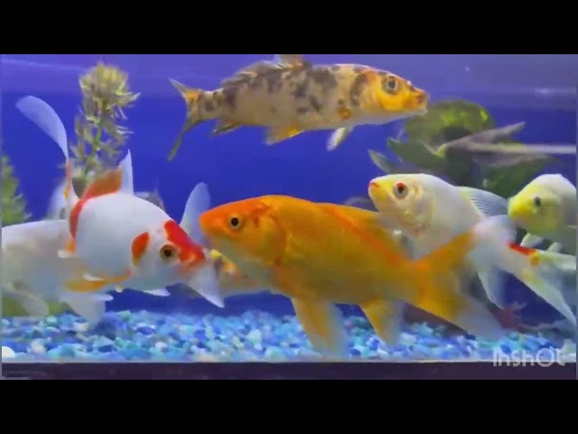 #goldfish #fish #aquarium #fish #goldfish #trending