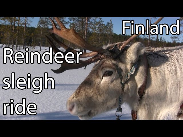 Reindeer Sleigh Ride in Magical Lapland, Finland