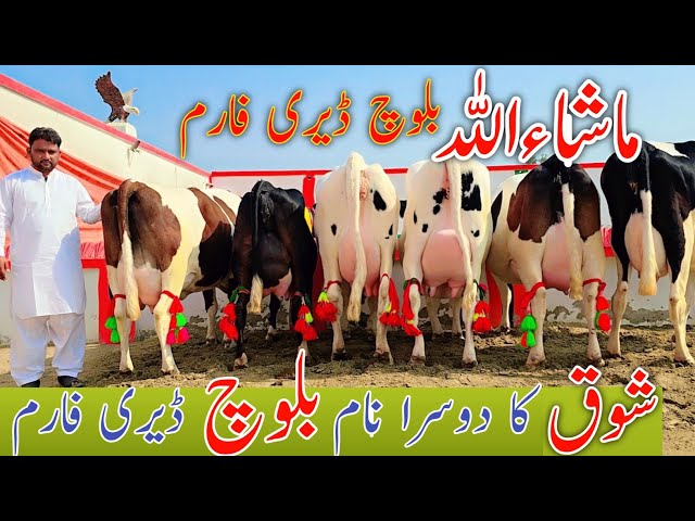 Mashallah Baloch Dariy Farm Jersey Friesian Crass Cow For Sale | High-Capacity Milking Cow For Sale