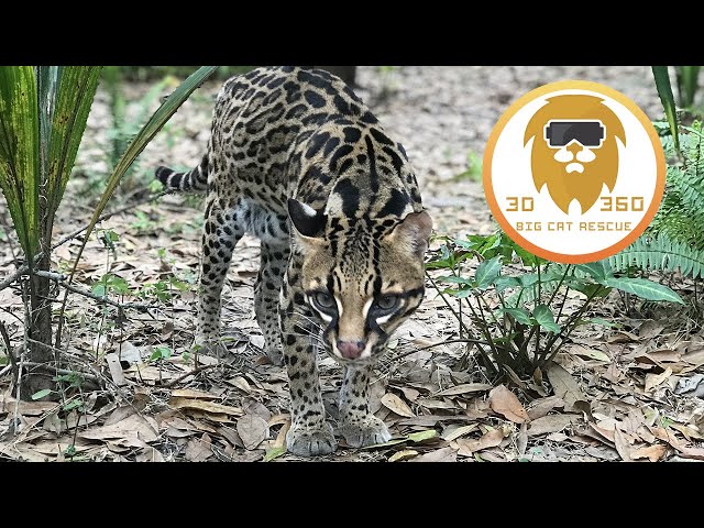 24 year old Ocelot in 3D 180VR!