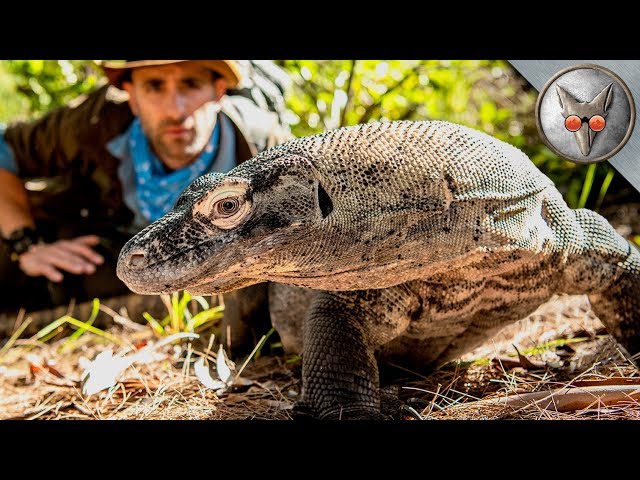 Face to Face with a Komodo Dragon! - in VR180!