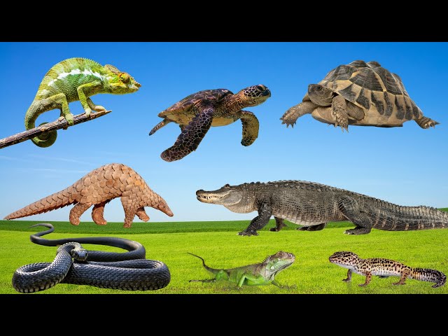 Crocodiles, Alligators, and Snakes: Reptile Animal Sounds Safari!