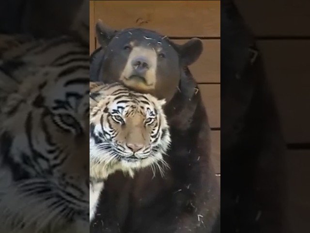 🐯🐻#animals #animalsvideo #shortsanimais #shortsvideo #animalshorts #shorts