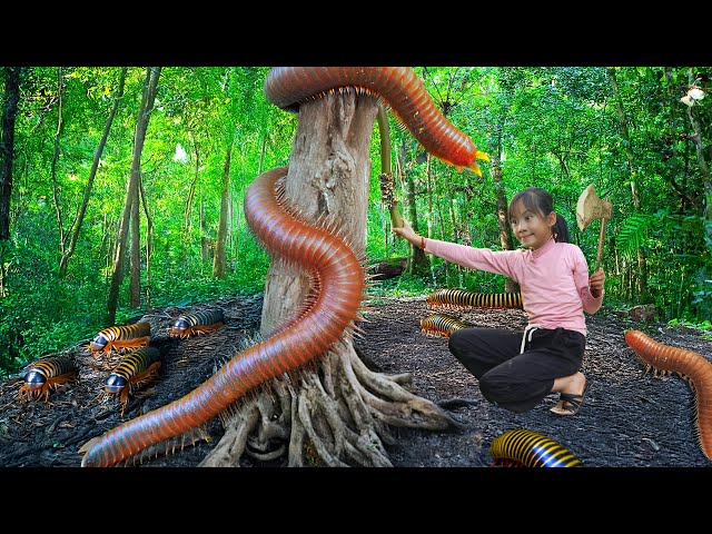 Poor Girl risked her life catch giant Millipede with many legs & go to market sell | Survival Wild