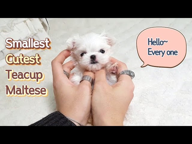 Cute Teacup maltese girl videos - Teacup puppies KimsKennelUS