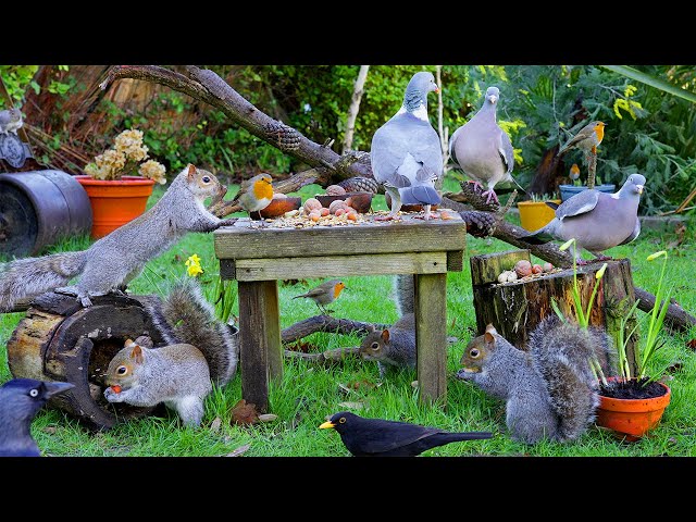 [NO ADS] Cat TV for Cats to Watch 😸 Birds & Squirrels in a Garden 🕊️🐿️ Bird Videos & Cat Games