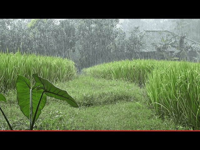 Heavy Rain in Village - Most Peaceful Heavy Rain for Sleep, Study, Relaxation and Meditation - 05