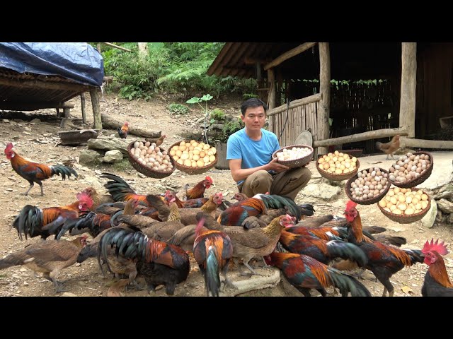 Harvest eggs. Make nest for chickens. Come visit mom. Green forest life