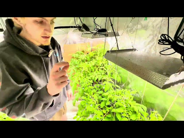 How to keep stunted suckers for more yield | Hydroponic tomatoes |2nd water| update 4 |week 7