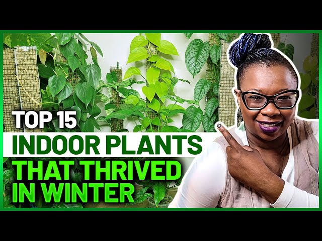 Top 15 Indoor Plants That Thrived in Winter 2022 || Indoor Plants Winter-The Leca Queen