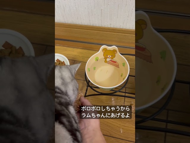 鰹節を食べない猫#アメショ#アメリカンショートヘア#cat#cats#猫のいる暮らし#猫のいる生活