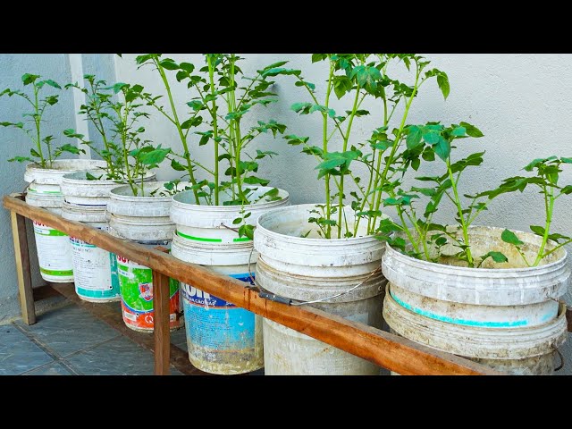 Using recycled wooden pallets and paint cans, you can turn a small space into a great potato garden