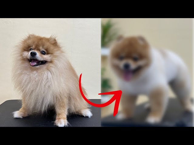 Unrecognizable changes of a teddy Pomeranian