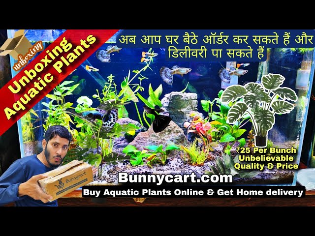 Buy Aquatic Plants online, Unboxing live Aquarium Plants, Low Co2 Plants 😱 | Bunnycart