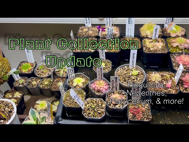 Carnivorous Plant Collection Tour + Update | Pinguicula, Nepenthes, Platycerium, & more!!