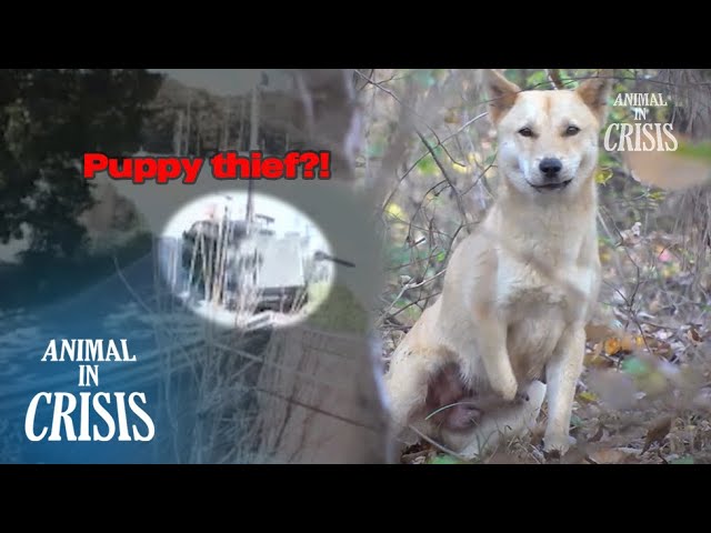 Dog Thief Stole 3-legged Dog's Puppies?! l Animal in Crisis Ep 449