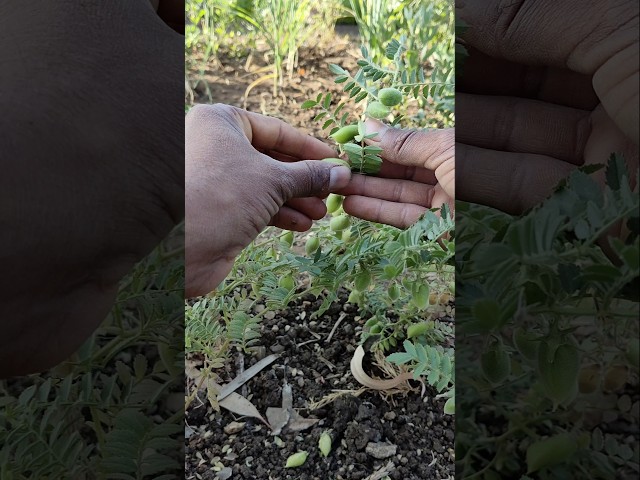 Harvesting chickpea plants from the garden #nature #farming #gram #shorts