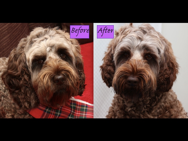 How to Layer Labradoodle Ears (Demo)