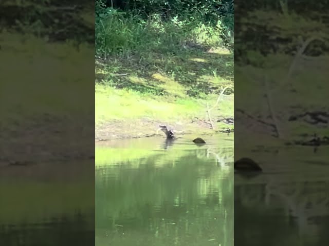 Alligator EATING a SNAKE! 😮