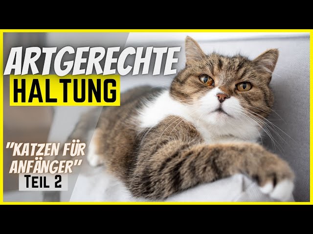 Katze artgerecht halten in 6 Schritten 🐈 [Katzen für Anfänger Teil 2/3] 🧶