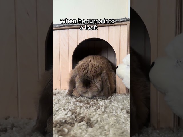 bunny to 🍞 #subscribe #shorts #fyp #funny #bunny #animals #cute #aesthetic