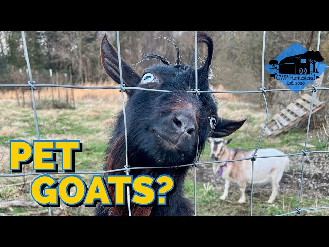 Goats as Pets?? // Watch BEFORE you Buy a Pet Goat