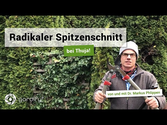 Radikaler Spitzenschnitt bei Thuja: Wann und wie schneidet man Thuja? | gardify Tipps