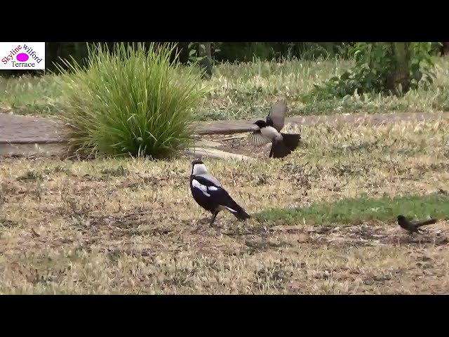 Wagtail teasing magpie