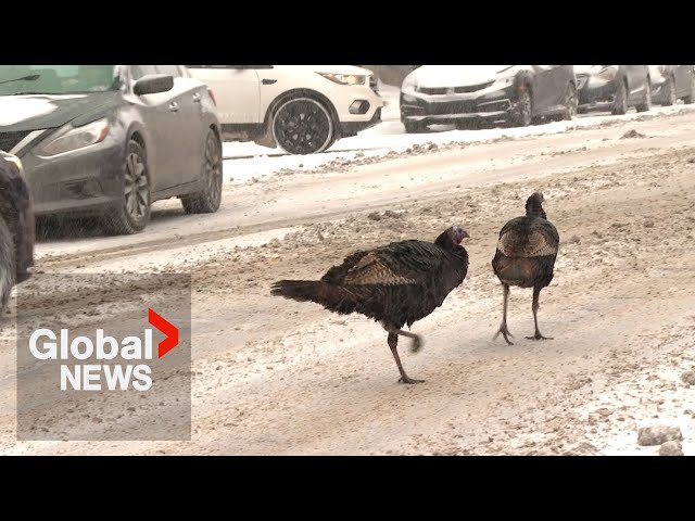 What's with all the wild turkeys taking over Montreal?