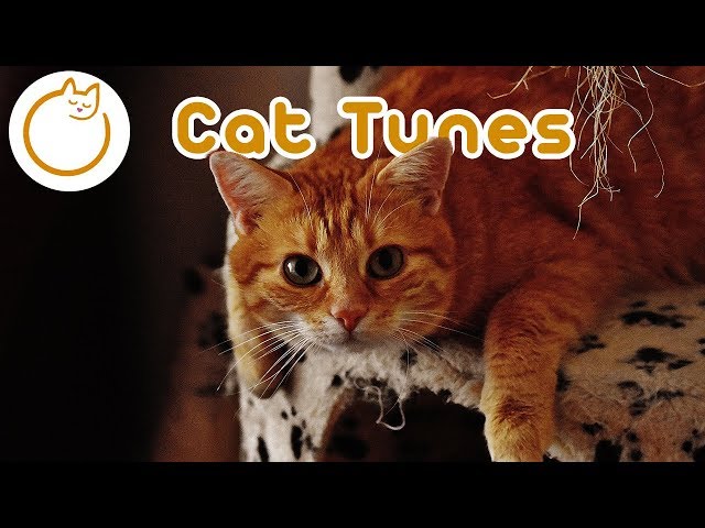 EXTENDED Cat Music - 15 Hours of the Ultimate Cat Music