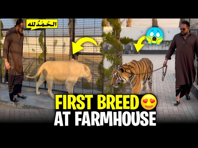 Farmhouse pr first breed a gai 😍I am very happy today ❤️🤲