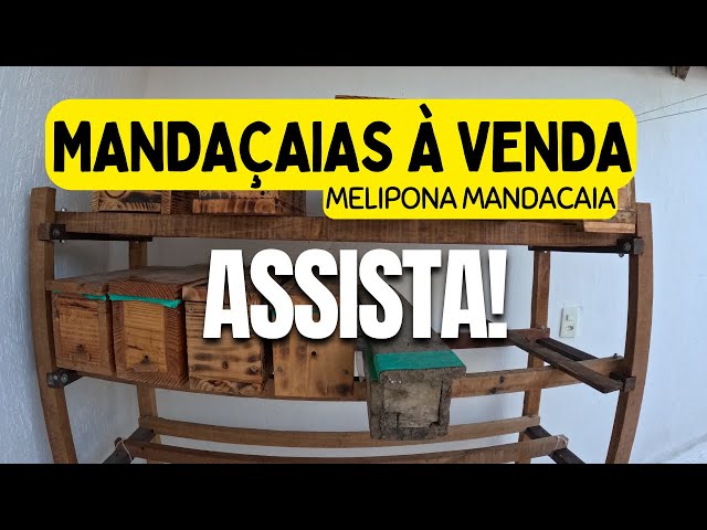 Mandaçaias à venda - #meliponarioatc